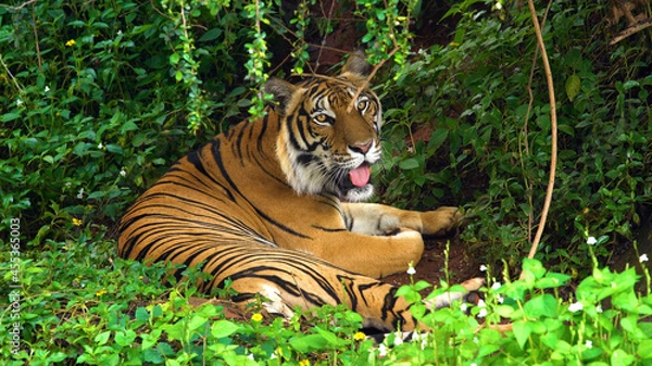 Obraz Tiger in the Jungle