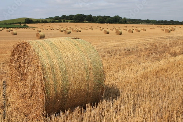 Obraz Round hay bales in a field on a hot summers afternoon near Wakefield West Yorkshire In the UK