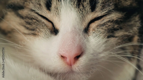 Obraz close up of a cat