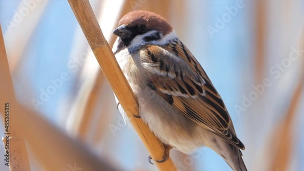 Obraz Sparrow on a branch