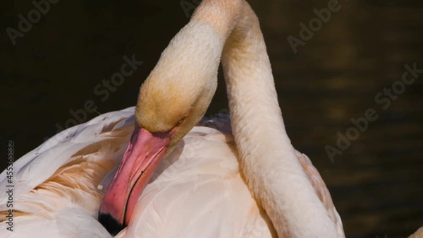 Obraz Flamingo on the water