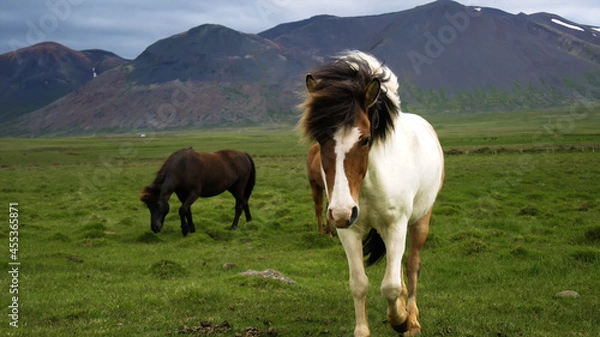 Obraz Horses in the mountains