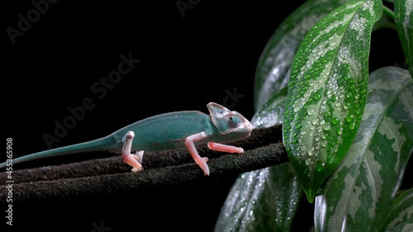 Obraz Veiled Chameleon On Black Background