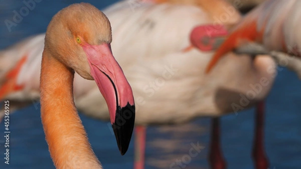 Obraz close up of a flamingo