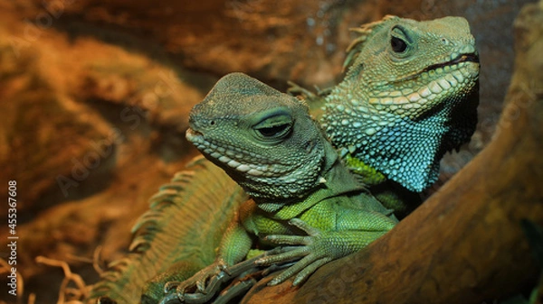 Obraz Iguana on a branch