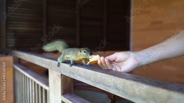 Obraz Squirrel eats bread out of hand 