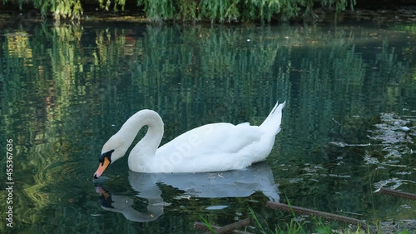 Obraz Swans on the lake