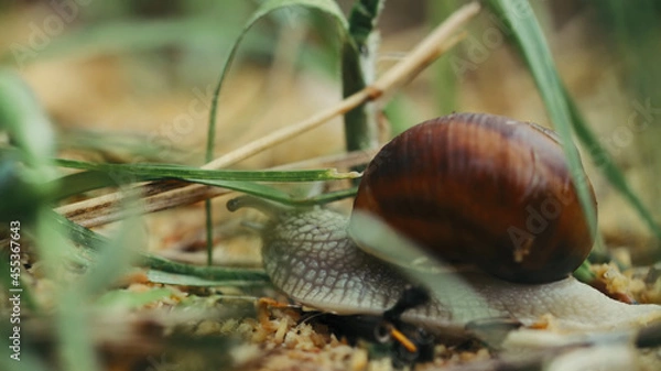 Obraz Snail on a leaf