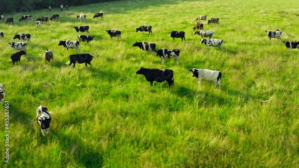 Obraz Cows grazing in a field