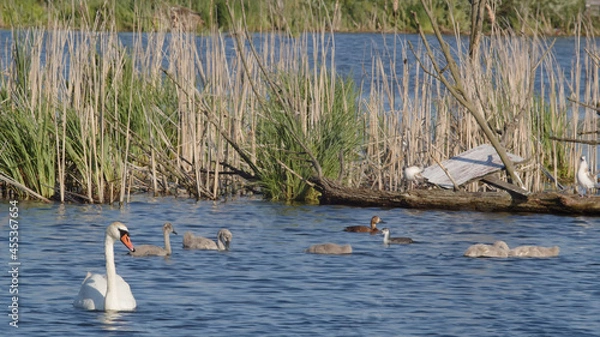 Obraz Ducks on the lake