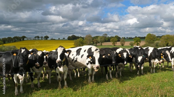 Obraz Cows on a meadow
