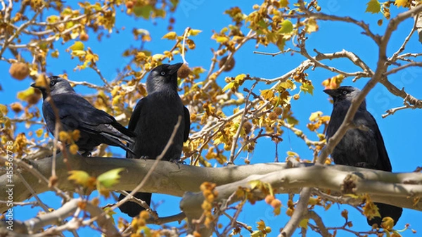 Obraz Crow on tree