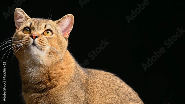 Obraz Portrait of a cat