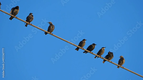 Obraz Birds on wire
