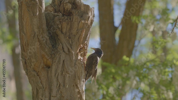 Obraz Woodpecker on tree