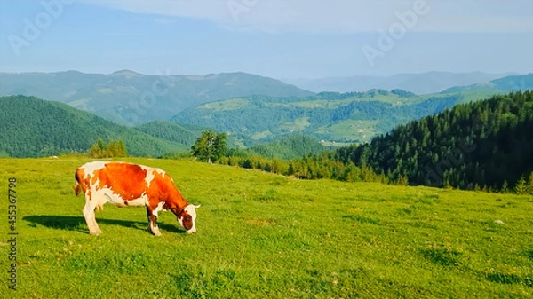 Obraz Cow on a meadow