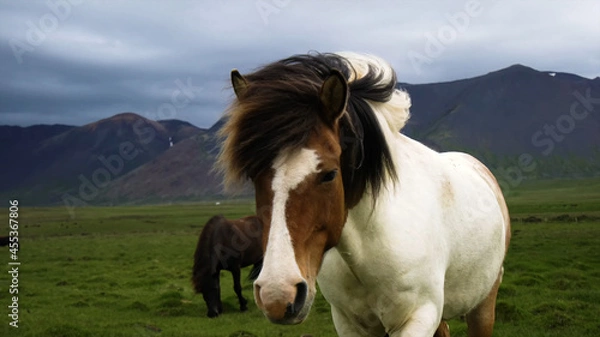 Obraz Horse in the mountains