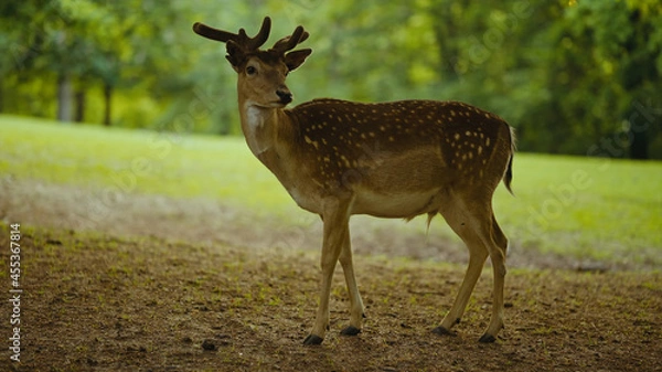 Obraz Deer in the Forest