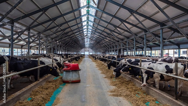 Fototapeta The robot farmer is programmed to automate the feeding process of the animals. A modern dairy cow farm in Russia.