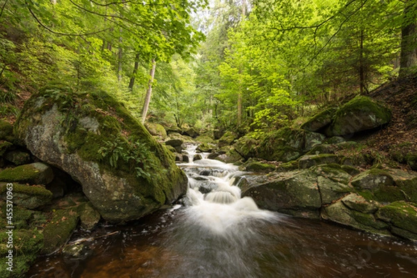 Fototapeta jungle river