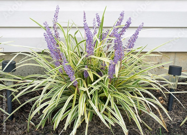Obraz Purple Stalks of Blooms on Lilyturf in Fall