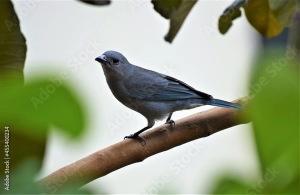 Fototapeta sanhaçu-cinzento