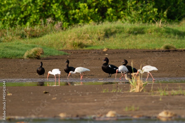 Obraz 川岸の湿地帯を群れで歩きながら餌を探すシロトキとノバリケン