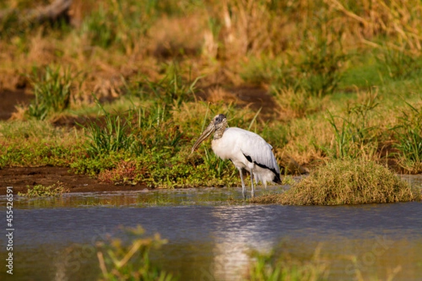 Obraz 川岸近くで佇む大きなアメリカトキコウ