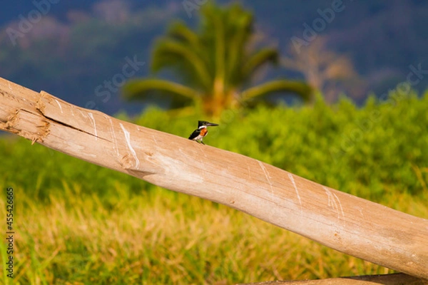 Fototapeta 川岸の倒木の上に止まって辺りをうかがうオオミドリヤマセミ