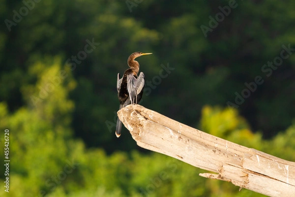 Obraz 川岸の枯れた倒木の上に止まった美しい模様の羽をもつアメリカヘビウ