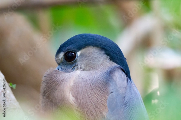 Obraz タルコレス川流域のマングローブの森にひっそりと潜むように暮らす大きな瞳のヒロハシサギ