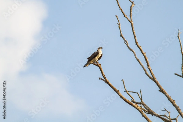 Fototapeta 川岸にかかる大きな木の高い枝に止まって辺りを見回す猛禽類のミサゴ