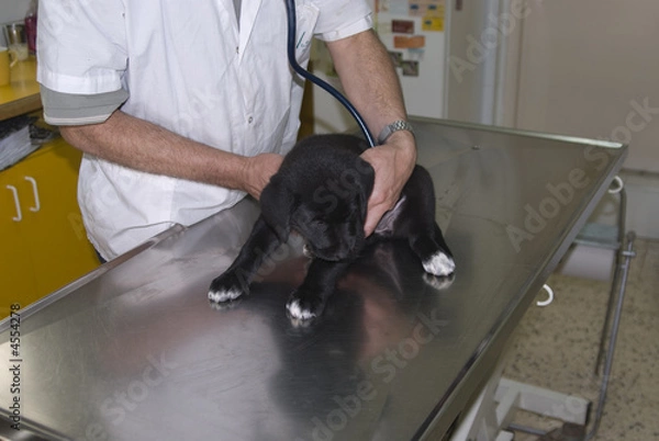 Fototapeta The first check up