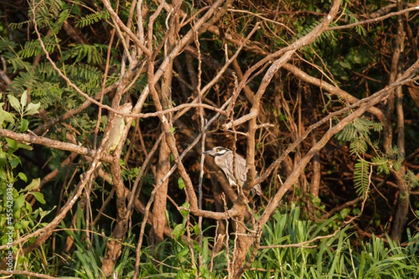 Obraz タルコレス川流域の林の中で枝に止まって様子をうかがうシラガゴイ