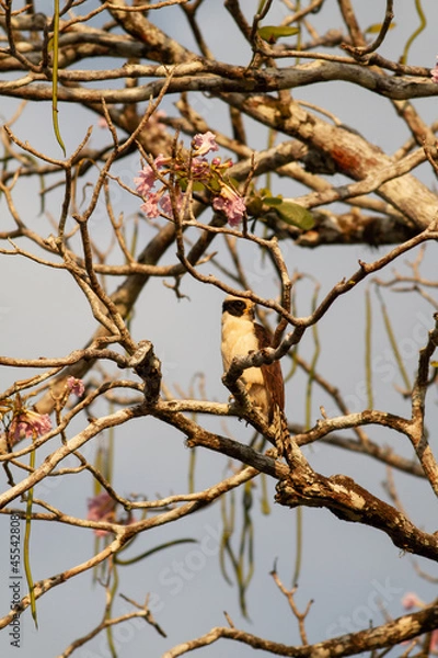 Fototapeta 川岸に立つ大きな木に止まったワライハヤブサ