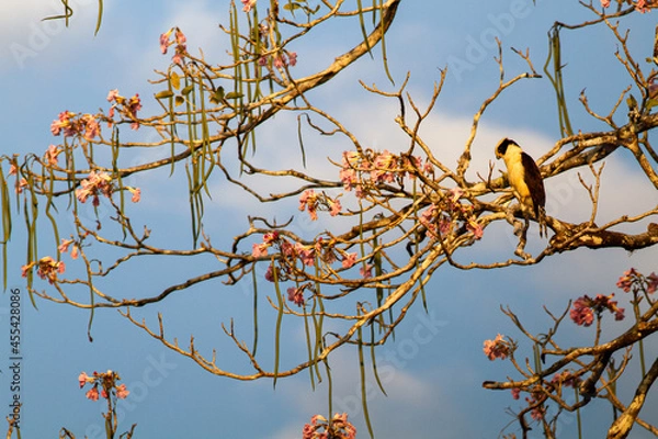Obraz 川岸に立つ大きな木に止まったワライハヤブサ