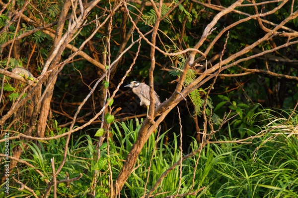 Fototapeta タルコレス川流域の林の中で枝に止まって様子をうかがうシラガゴイ