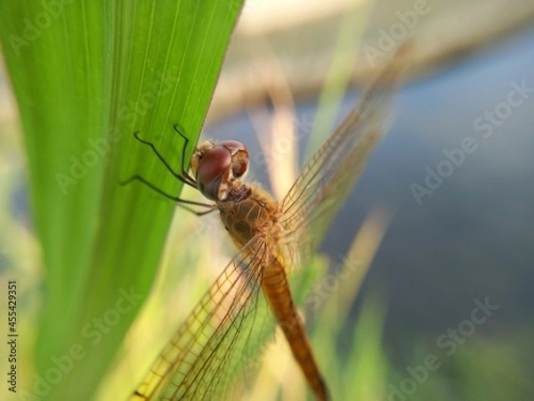 Obraz dragonfly on a the leaves