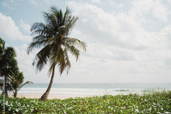Obraz Palm trees on the beach.Amazing coconut trees on sun light and clouds background.