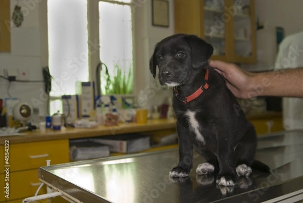 Fototapeta Puppy waiting for check up