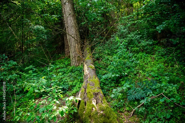 Fototapeta fallen tree in the forest