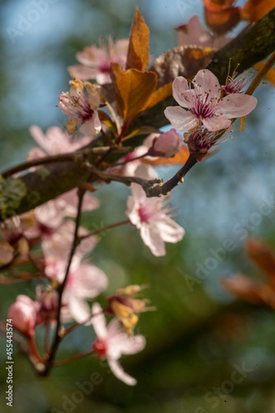 Obraz cherry blossom