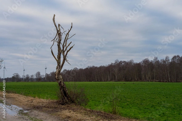 Obraz trees in the field