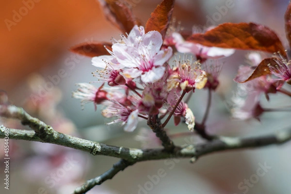 Obraz cherry blossom