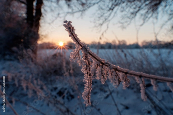 Obraz ice on the tree