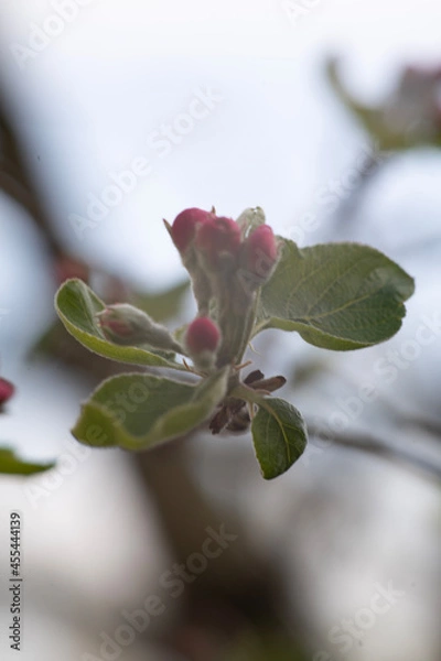 Obraz pink rose buds