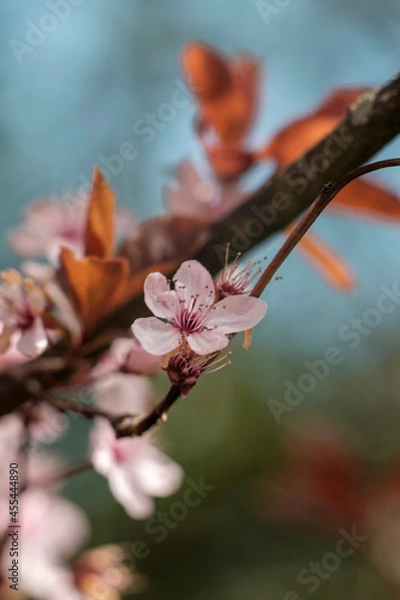 Obraz cherry blossom