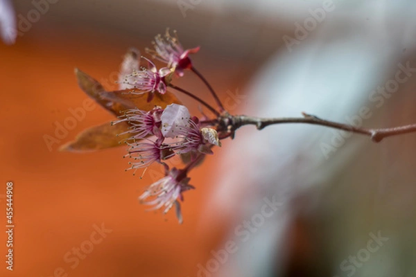 Obraz fly on a flower