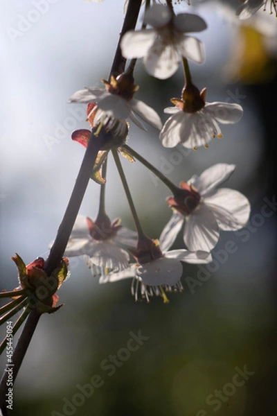 Obraz witch flying on broom