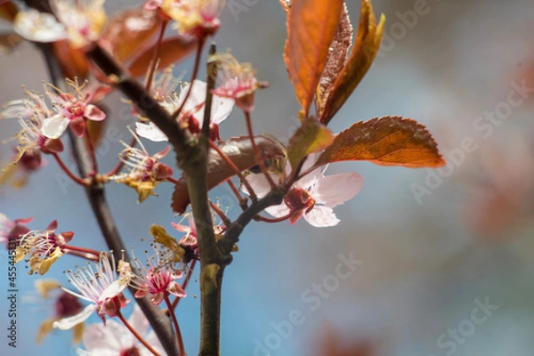 Obraz red apple tree
